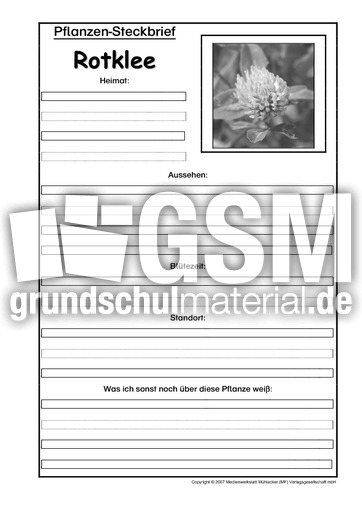 Pflanzensteckbrief-Rotklee-SW.pdf